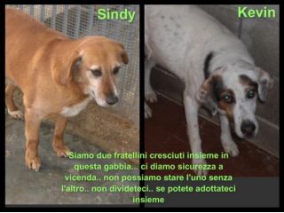 KEVIN E SINDY, cagnoloni adorabili