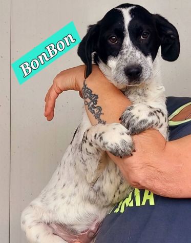 CUCCIOLI IN ADOZIONE - Foto 3