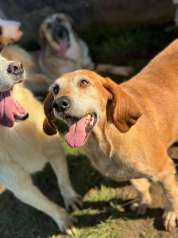 PLUTO simpatico segugio di coccole. CANE IN ADOZIONE tg media