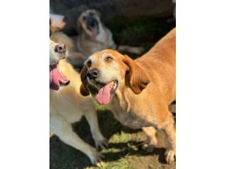 PLUTO simpatico segugio di coccole. CANE IN ADOZIONE tg media
