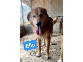 ELIO e EMERSON DIMENTICATI CANI SOCIEVOLI E AMOREVOLI IN ADOZIONE