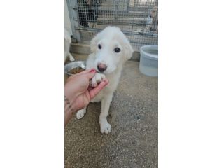 Lella: 3 mesi taglia media