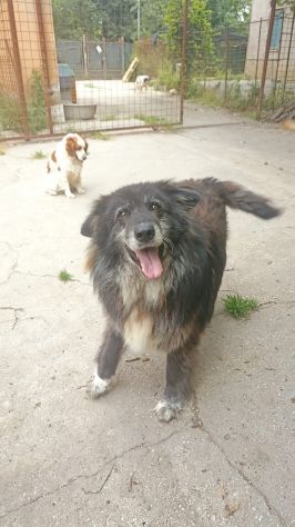 Gigantebuono - Foto 3