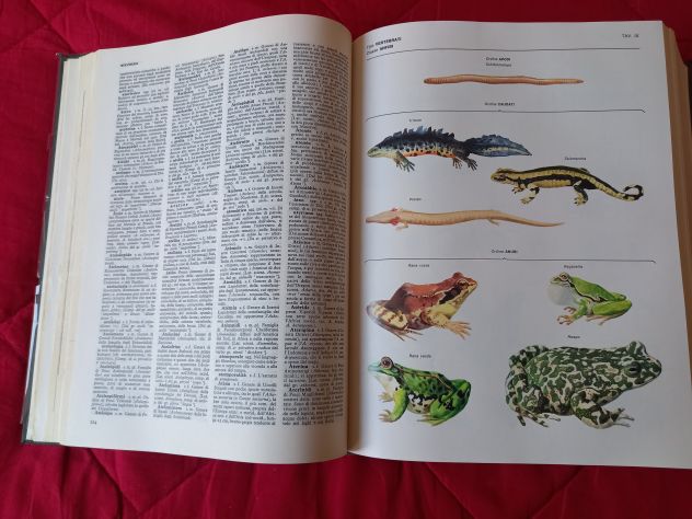 Devoto-Oli Vocabolario illustrato della lingua italiana - Foto 3