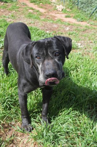 Geppetto il dolcissimo cane corso - Foto 4