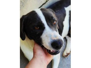 CANE IN ADOZIONE: MARILU', taglia media