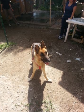 DEA, pastore tedesco in cerca di casa - Foto 2