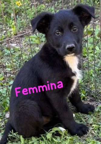 CUCCIOLI IN CANILE Hanno 3 mesi, taglia media.