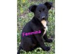 CUCCIOLI IN CANILE Hanno 3 mesi, taglia media.