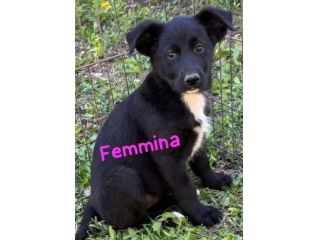 CUCCIOLI IN CANILE Hanno 3 mesi, taglia media.