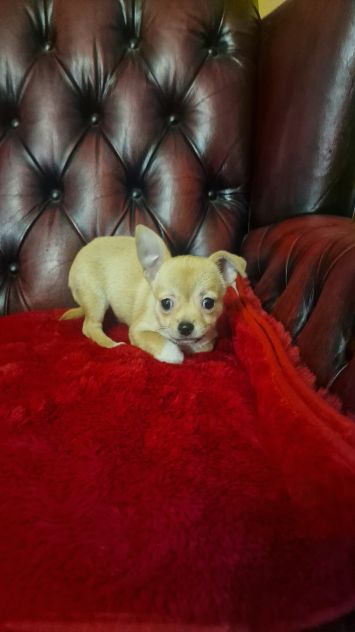 Chihuahua Maschio pelo corto - Roma - Foto 3