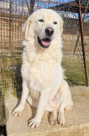 LEO,DOPO L'INFERNO,MERITA UNA STUPENDA ADOZIONE! - Foto 2