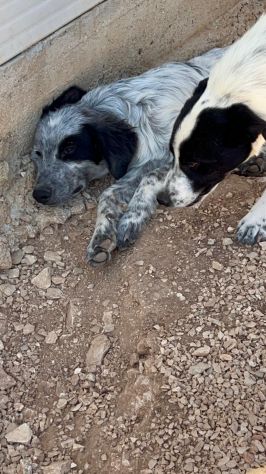 Ultimi 3cuccioli 7mesi  SENZA RICHIESTE. BARI - Foto 3