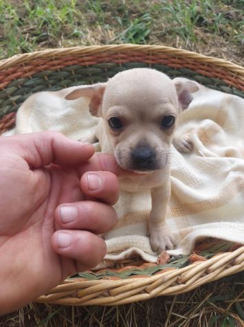 Cuccioli chihuahua mini - Foto 2