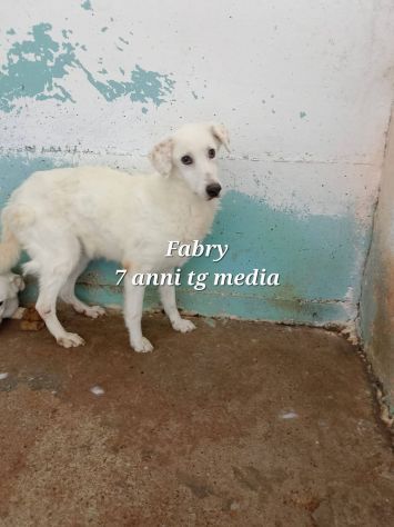 UN'OPPORTUNITA' PER QUESTE ANIME, CANI IN ADOZIONE - Foto 2