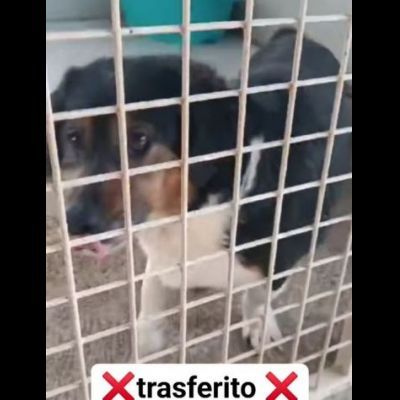 Dado bassotto in adozione - Foto 5