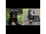 DUE NONNINE DOLCISSIME CERCANO CASA, CAGNOLINE IN ADOZIONE