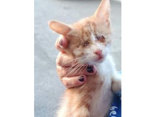 ROMEO, gattino cieco