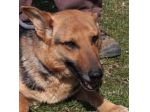 ZELDA, mix Pastore Tedesco affettuosissima