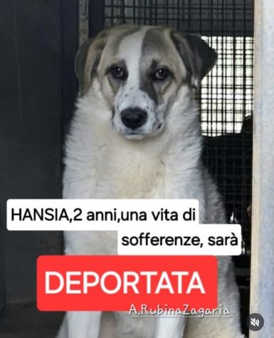 HANSIA, UN MIRACOLO DI LIBERTÀ CAGNOLINA IN ADOZIONE - Foto 4