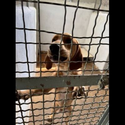 DIAMANTE SOCIEVOLE DELICATO CANE IN ADOZIONE TG CONTENUTA - Foto 8
