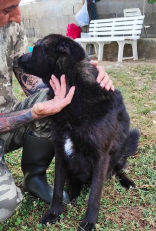 CAGNOLINO IN ADOZIONE: ALBERTO, piccolo lupetto. - Foto 7