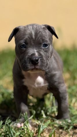 Amstaff cuccioli Blu - Foto 2