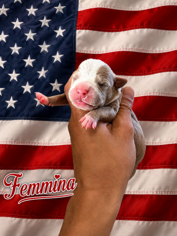 Cuccioli di Pitbull - Foto 2