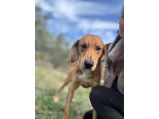 DIAMANTE SOCIEVOLE DELICATO CANE IN ADOZIONE TG CONTENUTA