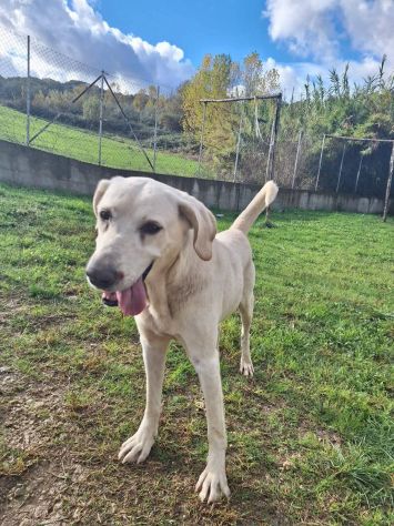 THOR DOLCISSIMO CANE IN ADOZIONE TG MEDIA - Foto 7