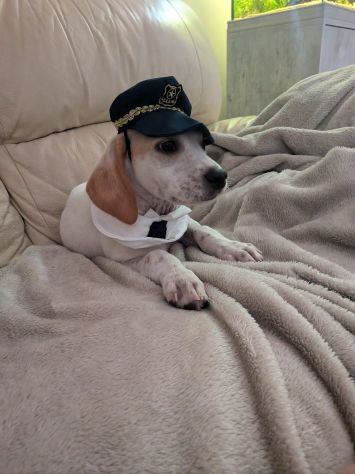 Romeo cucciolo - Foto 3