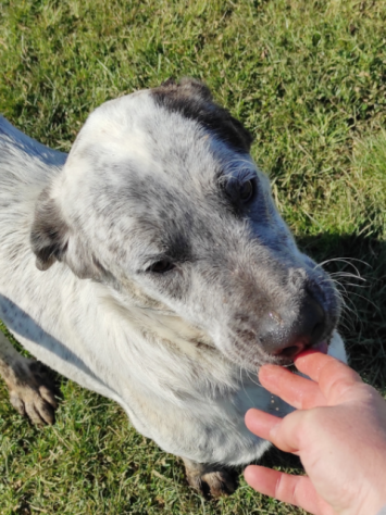 CUCCIOLO IN ADOZIONE - Foto 3