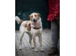 SISSI, 2 ANNI, TAGLIA MEDIA, SALVATA DA UN CANILE ADESSO CERCA CASA!