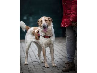 SISSI, 2 ANNI, TAGLIA MEDIA, SALVATA DA UN CANILE ADESSO CERCA CASA!