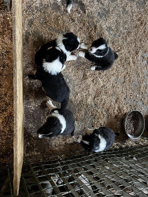 Cuccioli di Border - Foto 2
