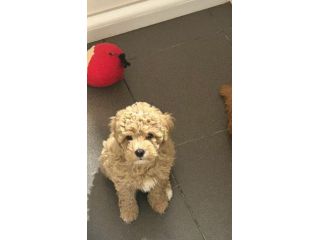maltipoo toy