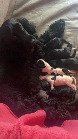 Cuccioli cocker spaniel - Foto 2