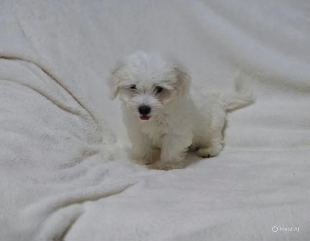 Cuccioli di Maltese