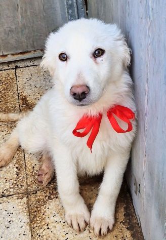 GLI OCCHI DI WHITE PARLANO....IN CANILE! - Foto 6
