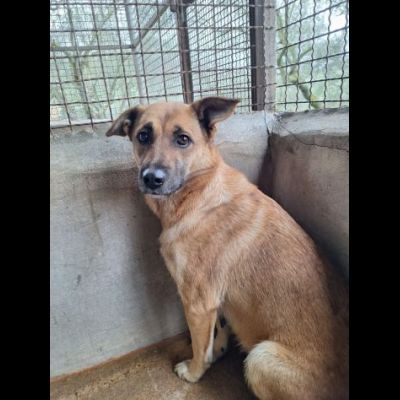 BIANCA CERCA SALVEZZA CANE IN ADOZIONE