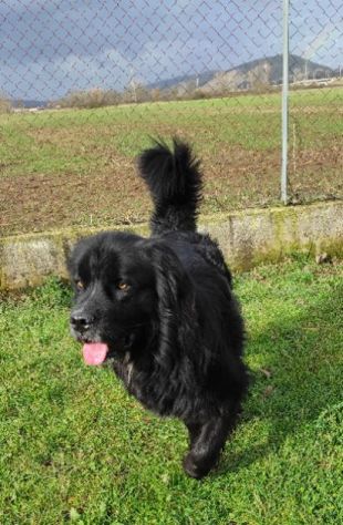 CANE IN ADOZIONE: NADAL, adorabile tenerone. - Foto 5