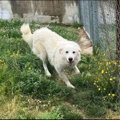 GERICO UNA MERAVIGLIA IN GABBIA, CANE IN ADOZIONE - Foto 10