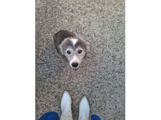 Camillo cucciolo