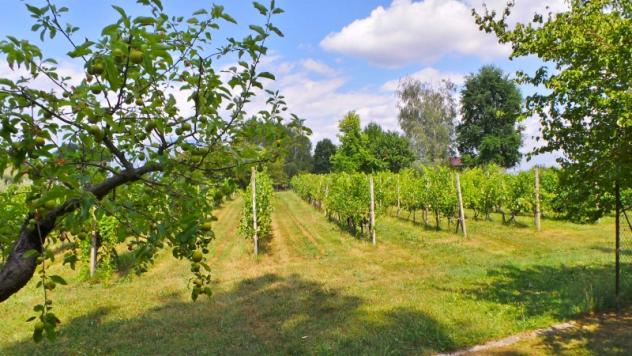 Villa indipendente con vigneto - Foto 8
