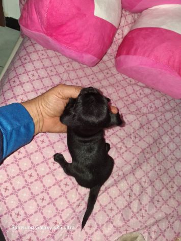 Chihuahua Toy micro - Foto 3
