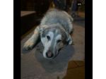 CUCCIOLONE IN ADOZIONE