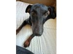 Aura simil pinscher taglia piccola 9 kg