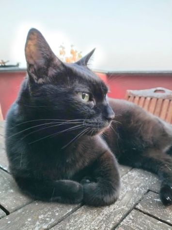 Offresi servizio dog/cat sitter Novara - Foto 4