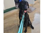 Massy: cucciolone incrocio bracco dolcissimo