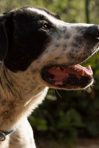 RINGO, stupendo cucciolone - Foto 7